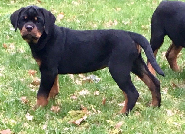 Vom hause man - Chiot disponible  - Rottweiler
