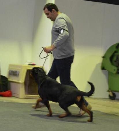 Vom hause man - 92 iéme international dog show du luxembourg  