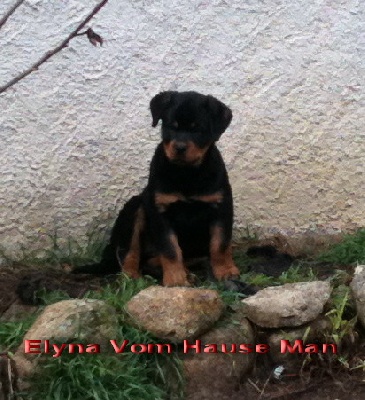 Vom hause man - EXPORTATION DE ELYNA VOM HAUSE MAN USA !