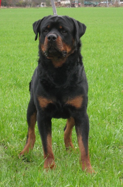 Athos Vom hause man