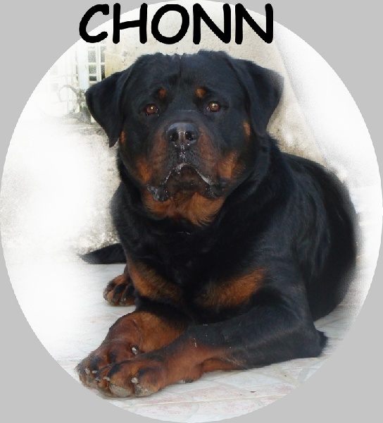CH. Chonn Vom hause man