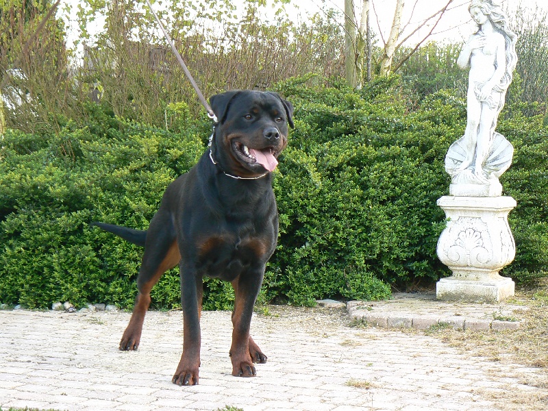 Balou Vom hause man