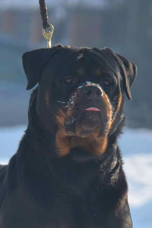 CH. Coco master field
