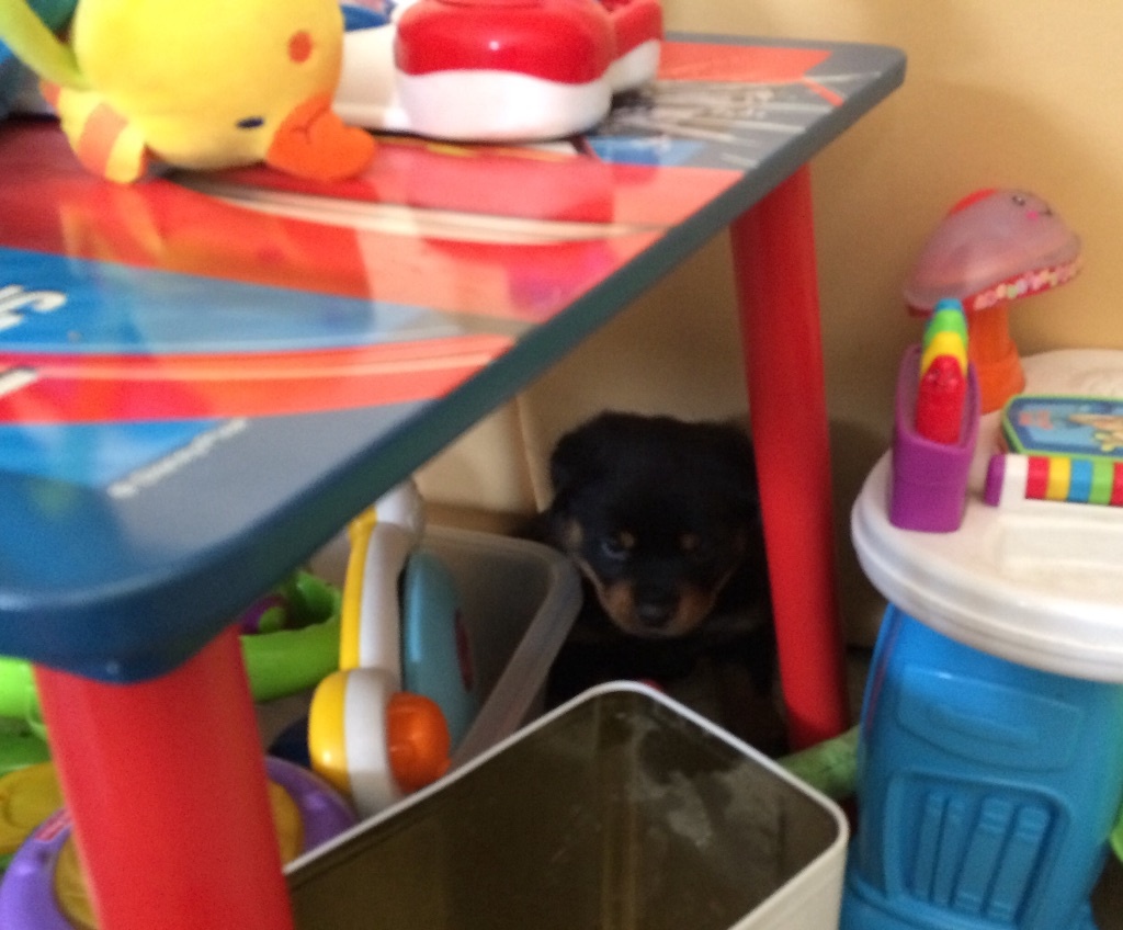 Vom hause man - Photos des bébés à 4 semaines