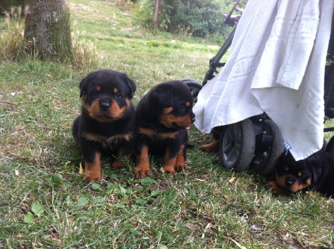 Vom hause man - Photos des bébés a 4 semaines