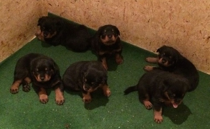 Vom hause man - chiots de faba et colyns âgée de 3 semaines