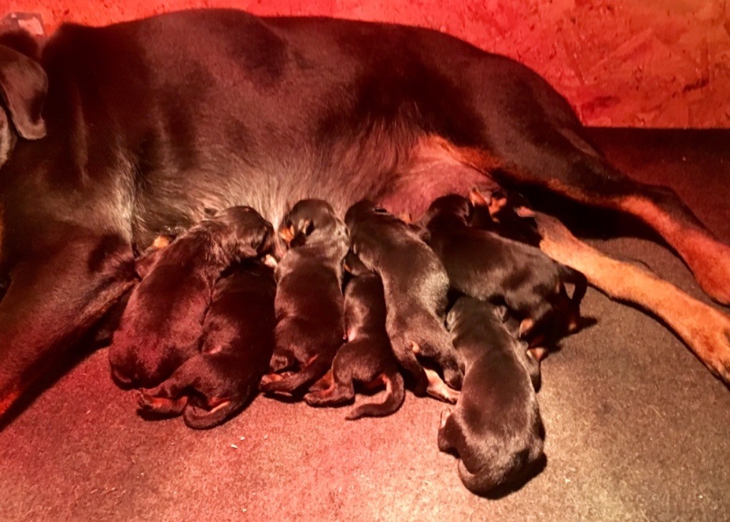 Chiot Rottweiler Vom hause man