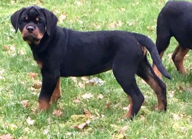 Vom hause man - Chiots disponibles - Rottweiler